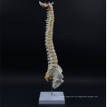 Precio de mercado Spine Model With Logo